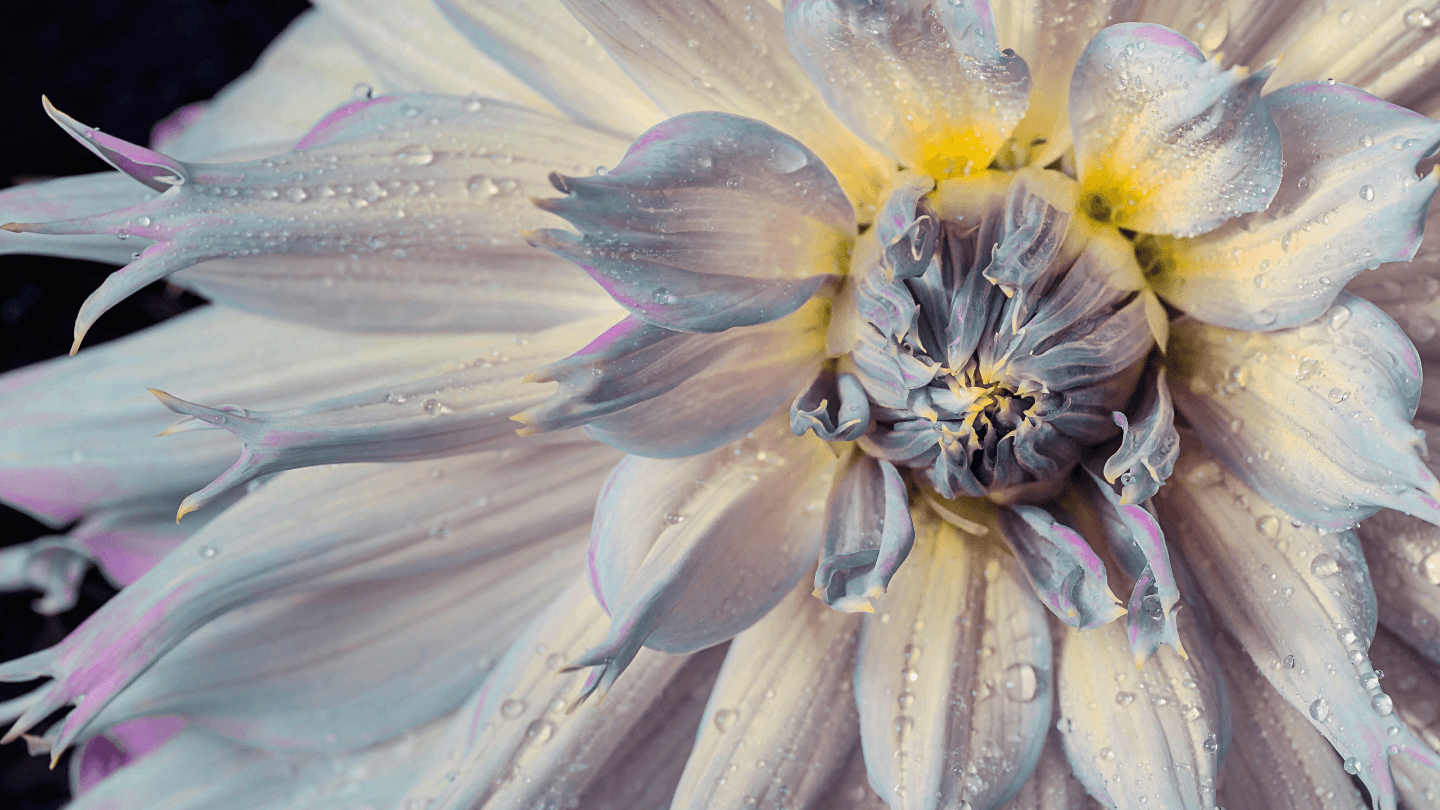 Example of the high-quality AI Image Upscaler output.