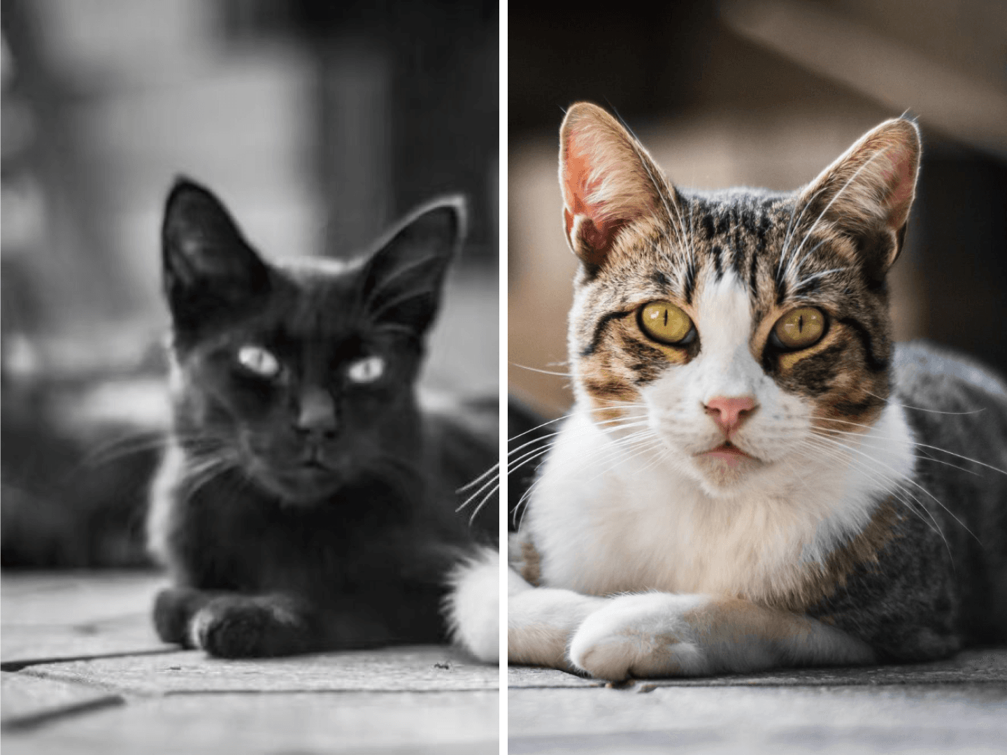 Creative use of AI Photo Restoration.