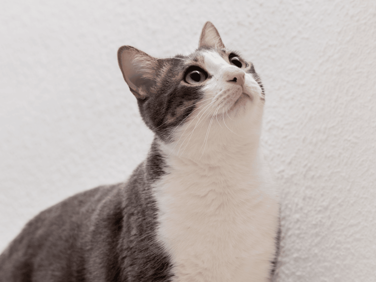 Passaggio 1 per utilizzare il Generatore di Stile Artistico JoJo.