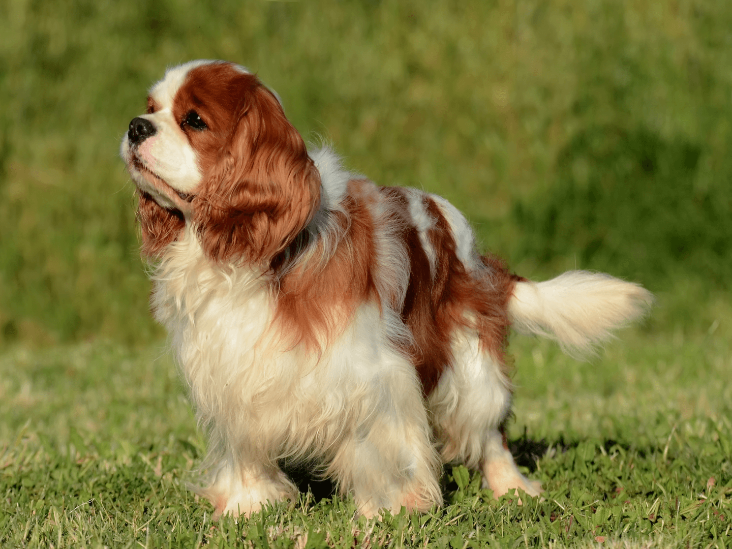 Passo 1 per utilizzare il Generatore AI di Rick and Morty.